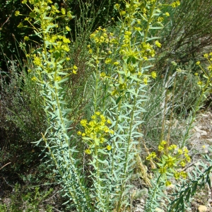 Photographie n°12341 du taxon Euphorbia seguieriana Neck. [1770]