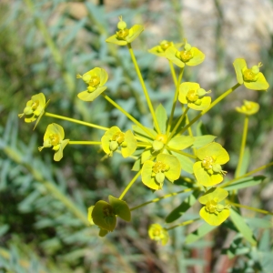 Photographie n°12344 du taxon Euphorbia seguieriana Neck. [1770]