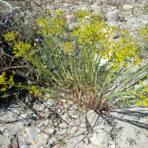 Photographie n°12345 du taxon Euphorbia seguieriana Neck. [1770]