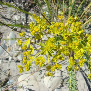 Photographie n°12347 du taxon Euphorbia seguieriana Neck. [1770]