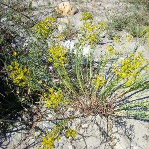 Photographie n°12348 du taxon Euphorbia seguieriana Neck. [1770]