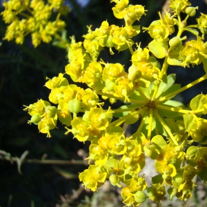 Photographie n°12349 du taxon Euphorbia seguieriana Neck. [1770]