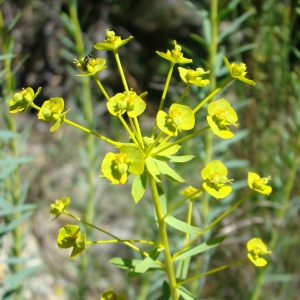 Photographie n°12350 du taxon Euphorbia seguieriana Neck. [1770]