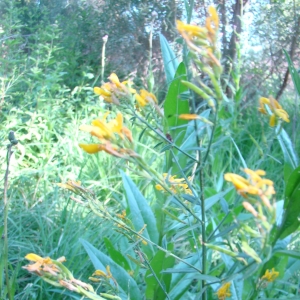 Photographie n°12375 du taxon Genista tinctoria L. [1753]