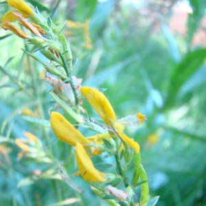 Photographie n°12376 du taxon Genista tinctoria L. [1753]
