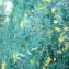   - Genista tinctoria L. [1753]
