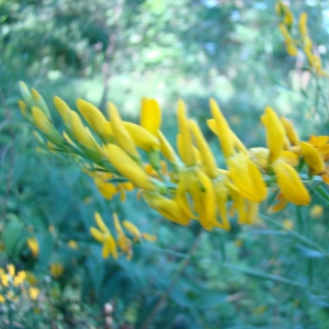 Photographie n°12378 du taxon Genista tinctoria L. [1753]