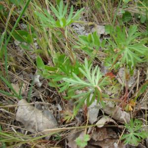 Photographie n°12385 du taxon Geranium columbinum L. [1753]