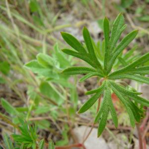 Photographie n°12386 du taxon Geranium columbinum L. [1753]