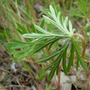 Photographie n°12387 du taxon Geranium columbinum L. [1753]