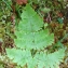   - Gymnocarpium robertianum (Hoffm.) Newman [1851]