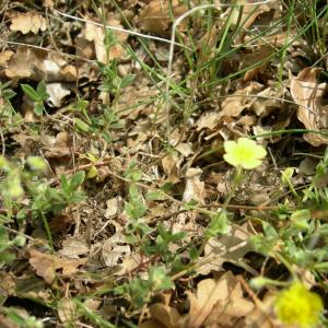 Photographie n°12411 du taxon Helianthemum oelandicum (L.) Dum.Cours. [1802]