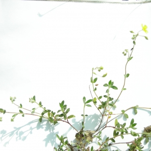 Photographie n°12412 du taxon Helianthemum oelandicum (L.) Dum.Cours. [1802]