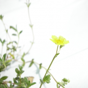 Photographie n°12414 du taxon Helianthemum oelandicum (L.) Dum.Cours. [1802]