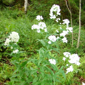 Photographie n°12429 du taxon Hesperis matronalis L. [1753]