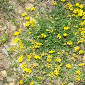 Photographie n°12437 du taxon Hippocrepis comosa L. [1753]