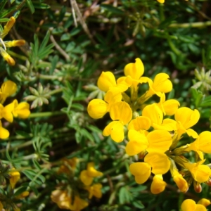 Photographie n°12439 du taxon Hippocrepis comosa L. [1753]