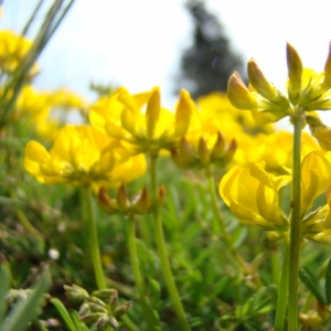 Photographie n°12440 du taxon Hippocrepis comosa L. [1753]