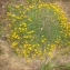   - Hippocrepis comosa L. [1753]