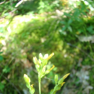 Photographie n°12447 du taxon Hypericum montanum L. [1755]