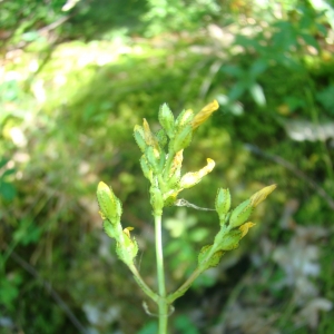 Photographie n°12448 du taxon Hypericum montanum L. [1755]