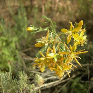 Photographie n°12454 du taxon Hypericum perforatum subsp. veronense (Schrank) H.Lindb. [1906]