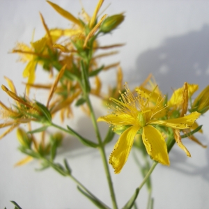 Photographie n°12456 du taxon Hypericum perforatum subsp. veronense (Schrank) H.Lindb. [1906]