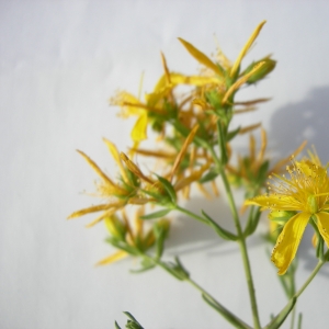 Photographie n°12457 du taxon Hypericum perforatum subsp. veronense (Schrank) H.Lindb. [1906]