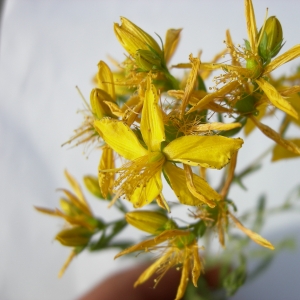 Photographie n°12459 du taxon Hypericum perforatum subsp. veronense (Schrank) H.Lindb. [1906]