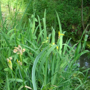 Photographie n°12467 du taxon Iris pseudacorus L. [1753]