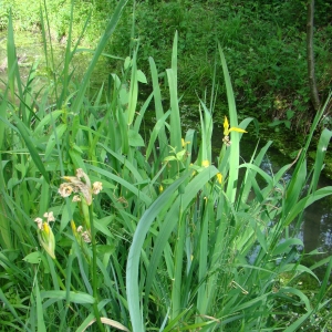 Photographie n°12471 du taxon Iris pseudacorus L. [1753]