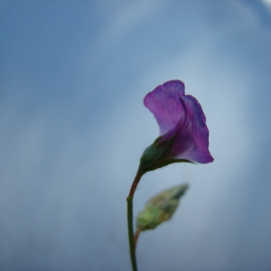 Photographie n°12494 du taxon Lathyrus hirsutus L. [1753]