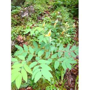 Lathyrus laevigatus (Waldst. & Kit.) Gren.