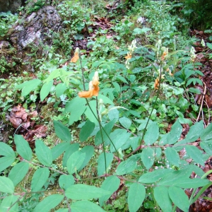  - Lathyrus laevigatus (Waldst. & Kit.) Gren. [1865]