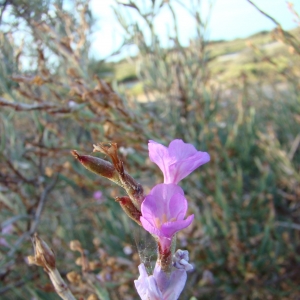 Photographie n°12503 du taxon Limoniastrum monopetalum (L.) Boiss. [1848]