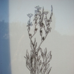 Photographie n°12506 du taxon Limoniastrum monopetalum (L.) Boiss. [1848]