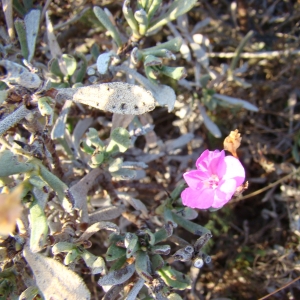 Photographie n°12509 du taxon Limoniastrum monopetalum (L.) Boiss. [1848]