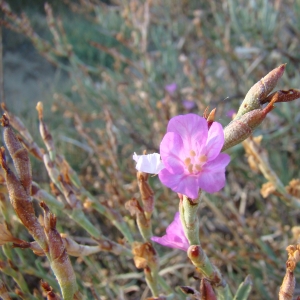 Photographie n°12514 du taxon Limoniastrum monopetalum (L.) Boiss. [1848]