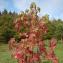   - Liquidambar styraciflua L. [1753]