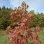   - Liquidambar styraciflua L. [1753]