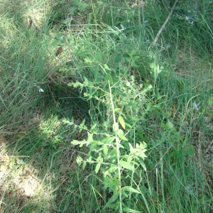 Photographie n°12537 du taxon Lithospermum officinale L. [1753]