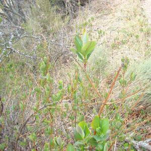 Photographie n°12546 du taxon Lonicera etrusca Santi [1795]