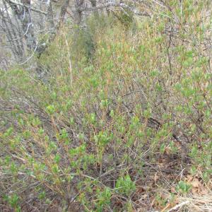 Photographie n°12547 du taxon Lonicera etrusca Santi [1795]