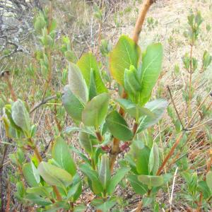 Photographie n°12548 du taxon Lonicera etrusca Santi [1795]