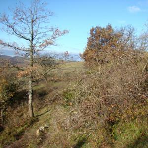 Photographie n°12549 du taxon Lonicera etrusca Santi [1795]