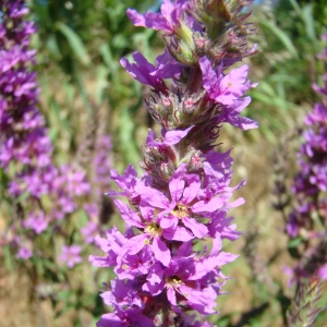 Photographie n°12561 du taxon Lythrum salicaria L.