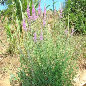 Photographie n°12563 du taxon Lythrum salicaria L.