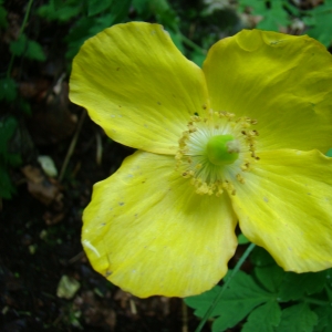 Photographie n°12567 du taxon Meconopsis cambrica (L.) Vig.