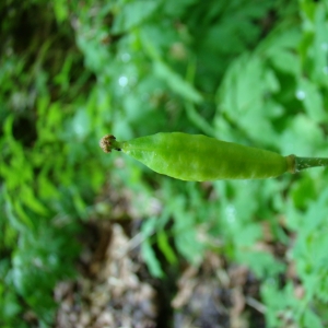 Photographie n°12569 du taxon Meconopsis cambrica (L.) Vig.