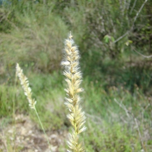 Photographie n°12582 du taxon Melica ciliata L. [1753]